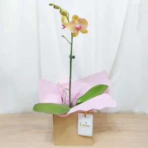 ORQ- orquídeas phalaenopsis crema 1