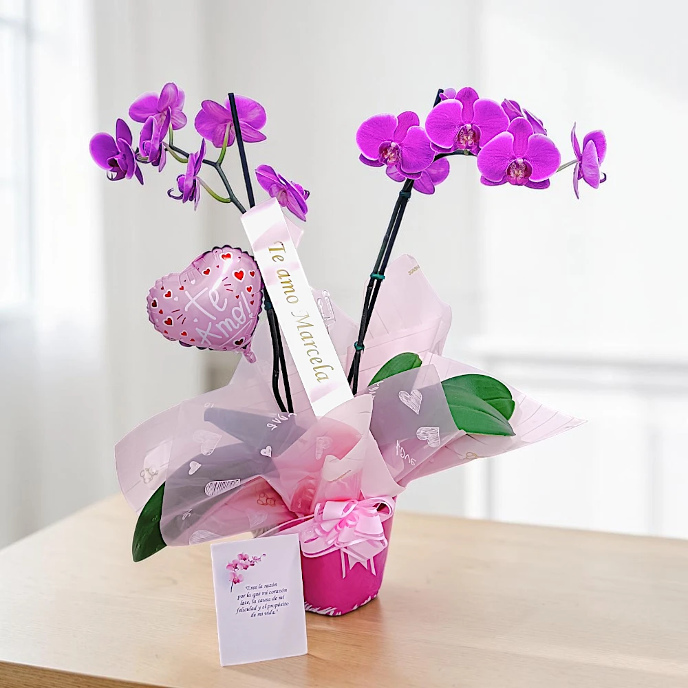 #orquideas #orquideasphalaenopsis #baseconorquideas #orquideaspararegalar