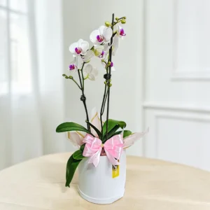 #orquideas #orquideasphalaenopsis #baseconorquideas #orquideaspararegalar