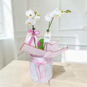 #orquideas #orquideasphalaenopsis #baseconorquideas #orquideaspararegalar