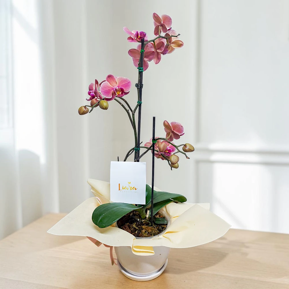 ORQ- Base con 3 varas de orquídeas