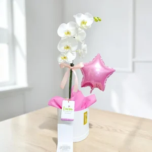 #orquideas #orquideasphalaenopsis #baseconorquideas #orquideaspararegalar
