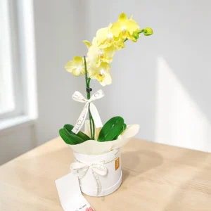 #orquideas #orquideasphalaenopsis #baseconorquideas #orquideaspararegalar