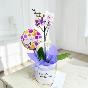 #orquideas #orquideasphalaenopsis #baseconorquideas #orquideaspararegalar