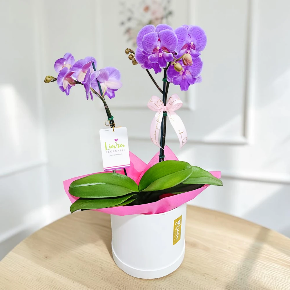 ORQ- Base con 2 varas de orquídeas lilas